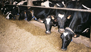 Holstein Cows