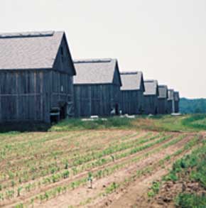 Grey Barns