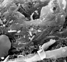 Rhizobia bacteria on hardwood biochar