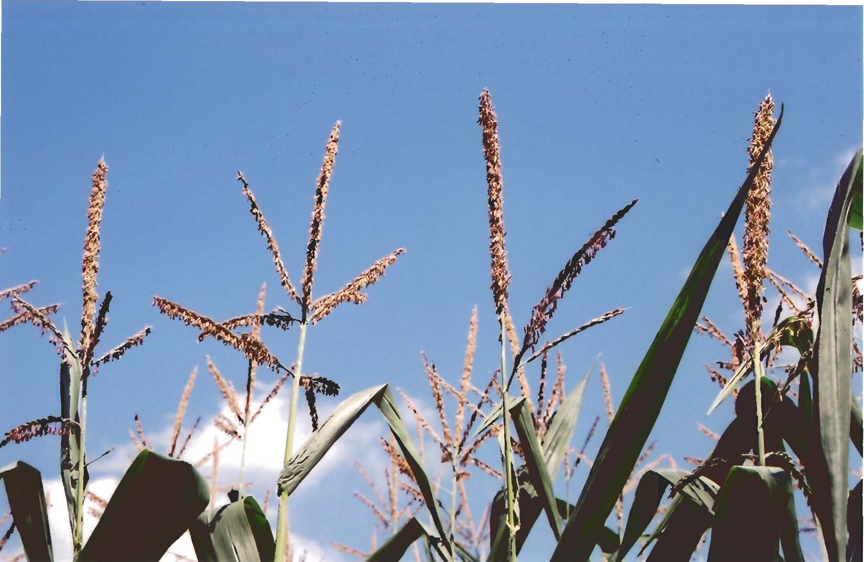 Corn Tassles