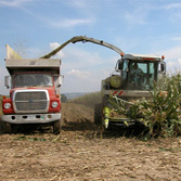 Harvesting Corn