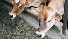 Jersey Cows