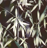 Oats