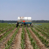 Spraying Corn