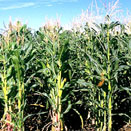 Corn Field