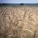 Sharpwheat