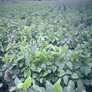Soybean Field