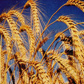 Triticale