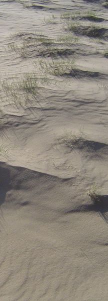 Kootwijkerzand (NL)