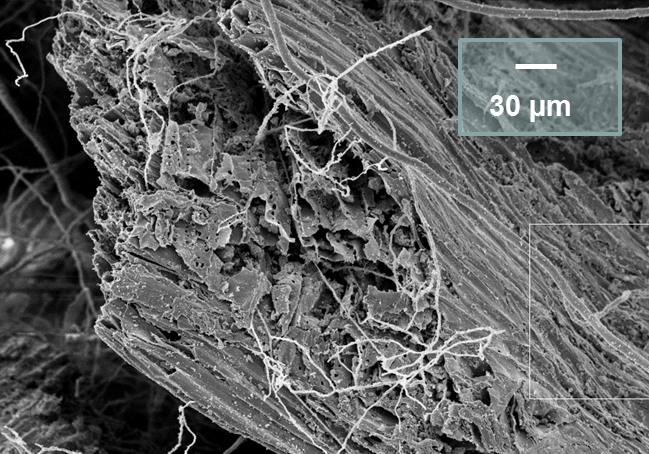 mycorrhizae on biochar