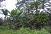 Small Farm Coast2