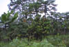 Small farm Coast1