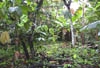 Small farm Coast3