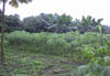 Small farm Coast4