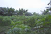 Small farm Coast5