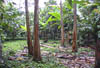 Small farm Coast6
