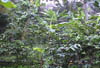Small farm Coast9